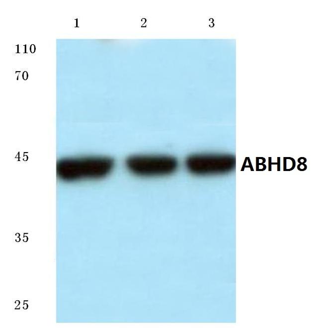 ABHD8 Antibody in Western Blot (WB)