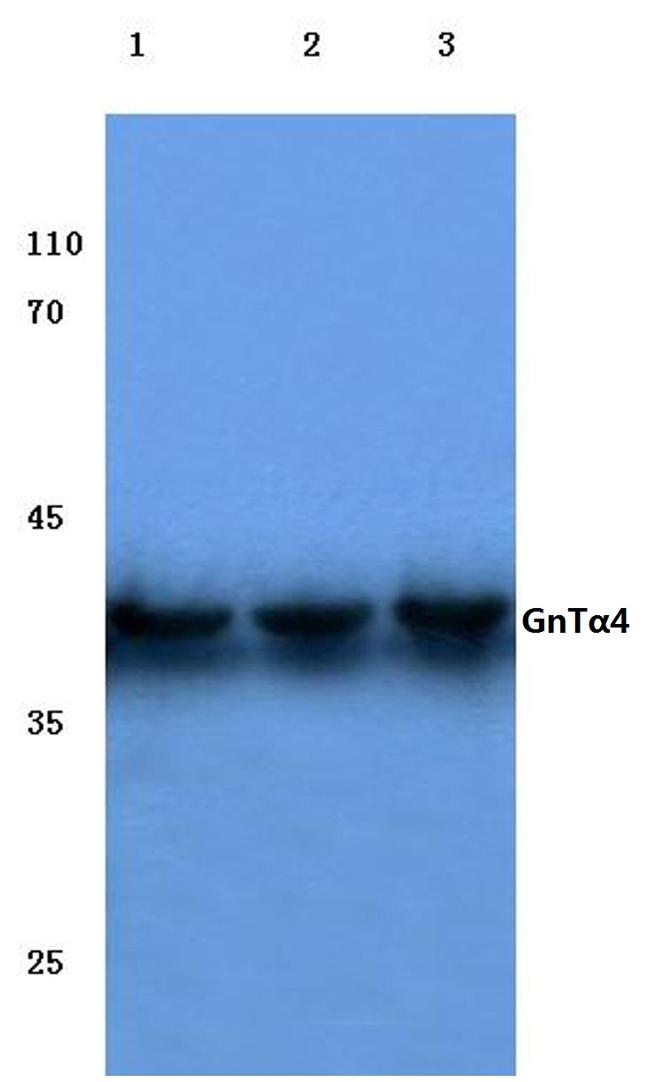 A4GNT Antibody in Western Blot (WB)