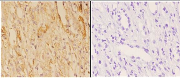 ABCB10 Antibody in Immunohistochemistry (Paraffin) (IHC (P))