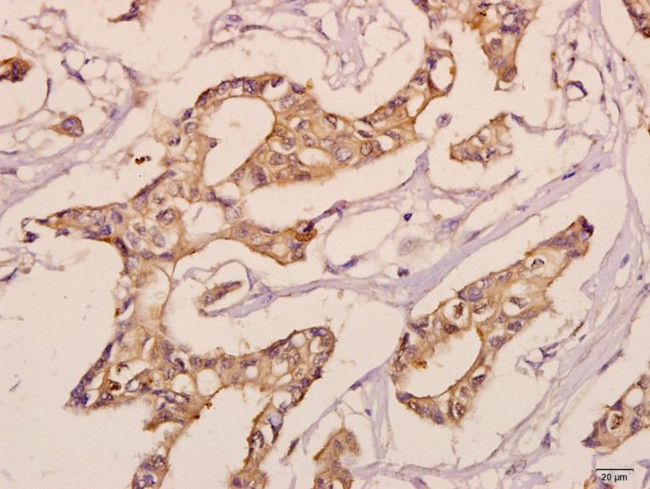 KDELR3 Antibody in Immunohistochemistry (Paraffin) (IHC (P))