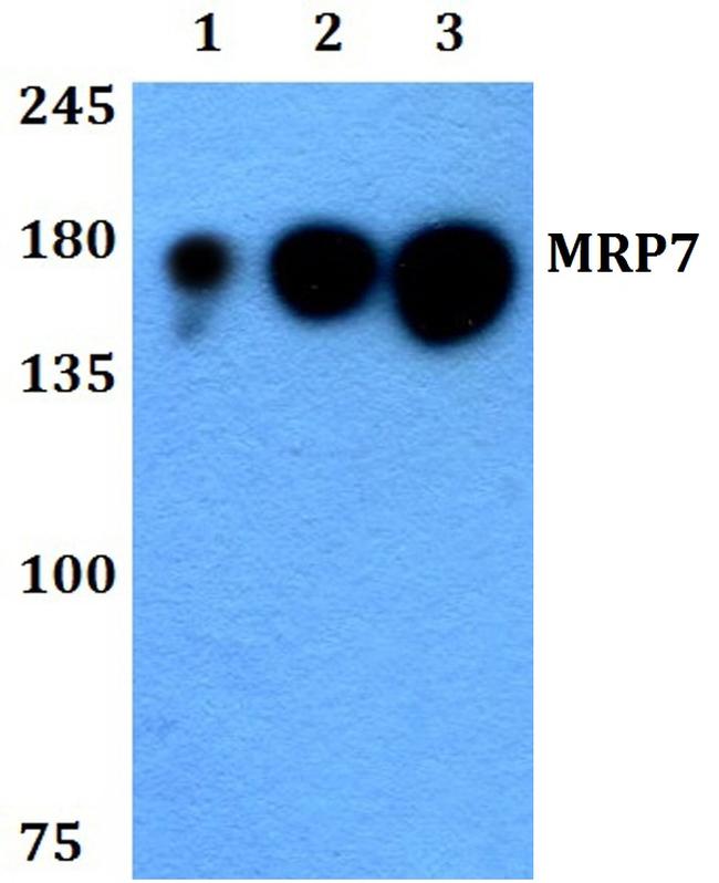 MRP7 Antibody in Western Blot (WB)