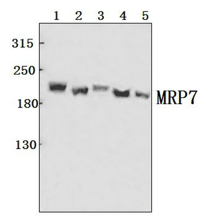 MRP7 Antibody in Western Blot (WB)