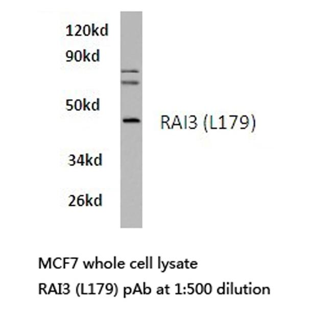 RAI3 Antibody in Western Blot (WB)