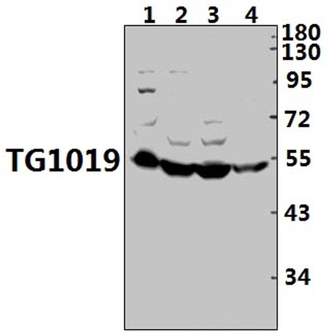 OXER1 Antibody in Western Blot (WB)