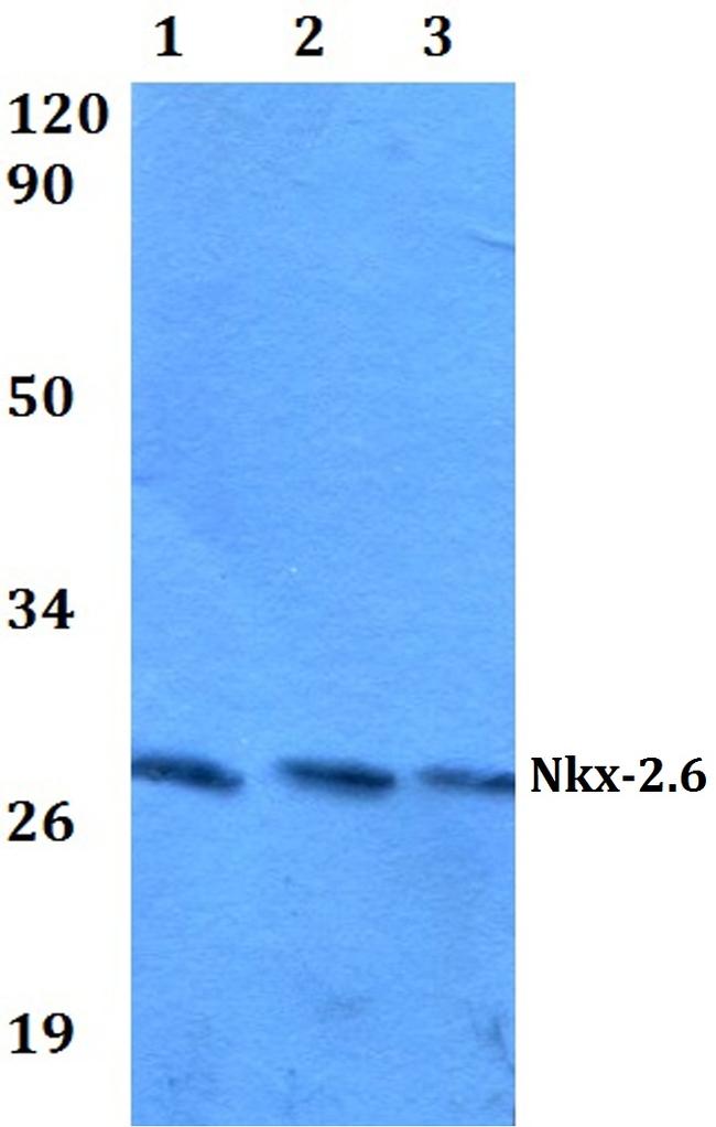 Nkx2.6 Antibody in Western Blot (WB)