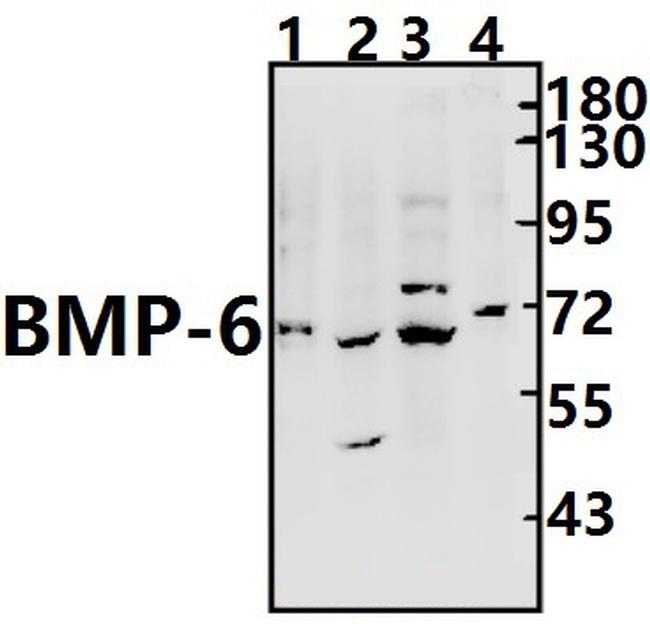 BMP-6 Antibody in Western Blot (WB)