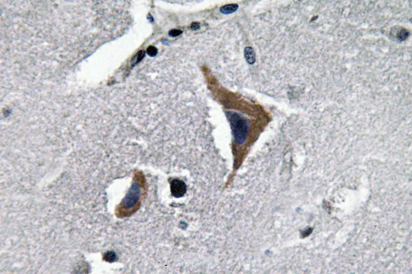 Oxytocin Antibody in Immunohistochemistry (Paraffin) (IHC (P))