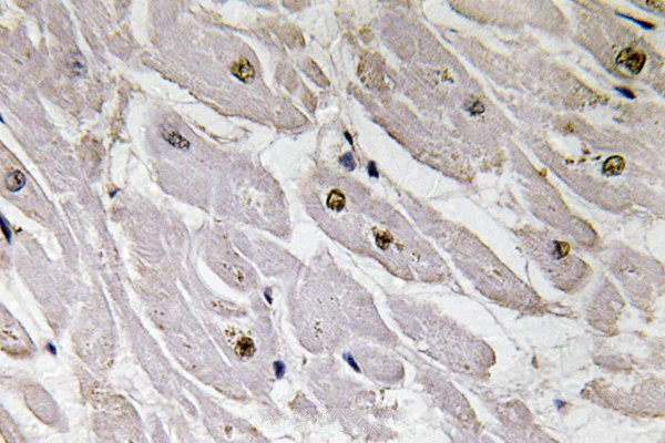 PAX1 Antibody in Immunohistochemistry (Paraffin) (IHC (P))