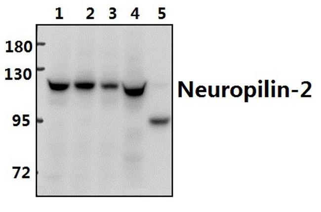 Neuropilin 2 Antibody in Western Blot (WB)