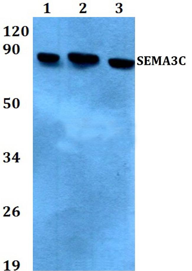 SEMA3C Antibody in Western Blot (WB)