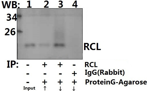 RCL Antibody in Immunoprecipitation (IP)