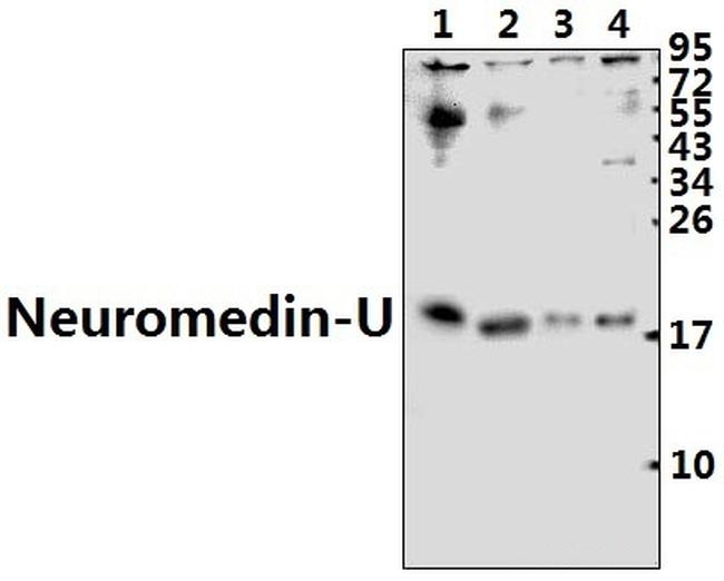 Neuromedin U-8 Antibody in Western Blot (WB)