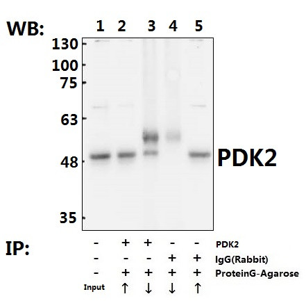 PDK2 Antibody in Immunoprecipitation (IP)