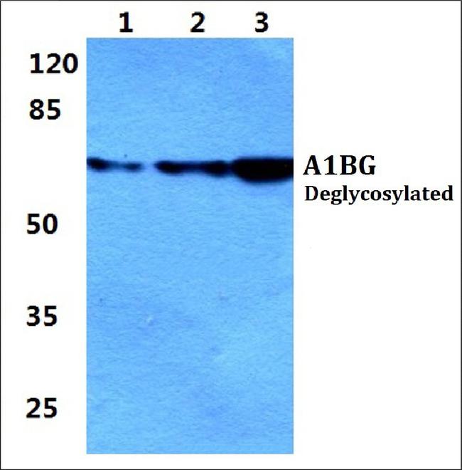 A1BG Antibody in Western Blot (WB)