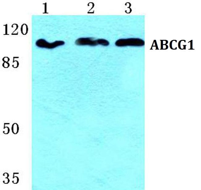 ABCG1 Antibody in Western Blot (WB)