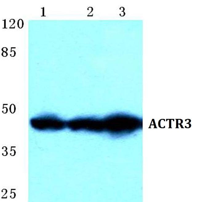 Arp3 Antibody in Western Blot (WB)