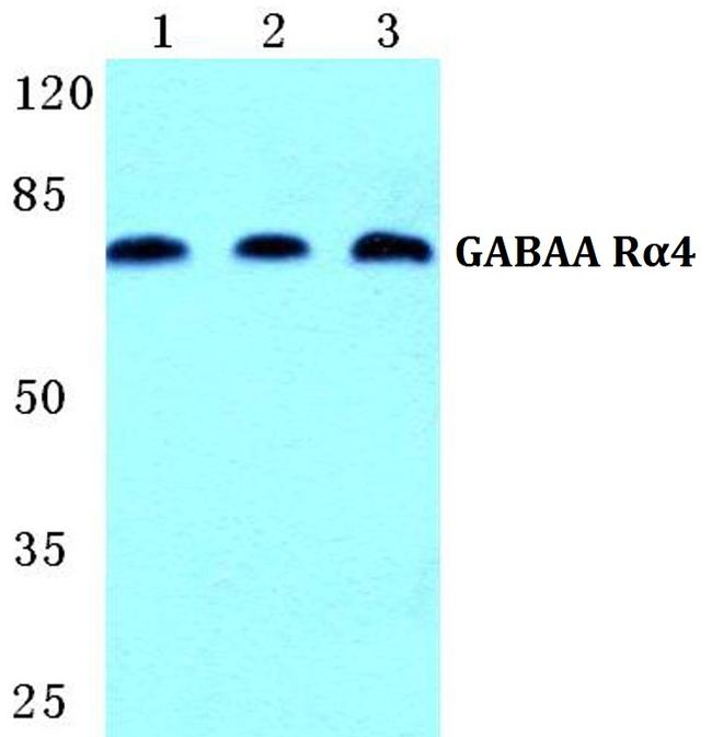 GABRA4 Antibody in Western Blot (WB)