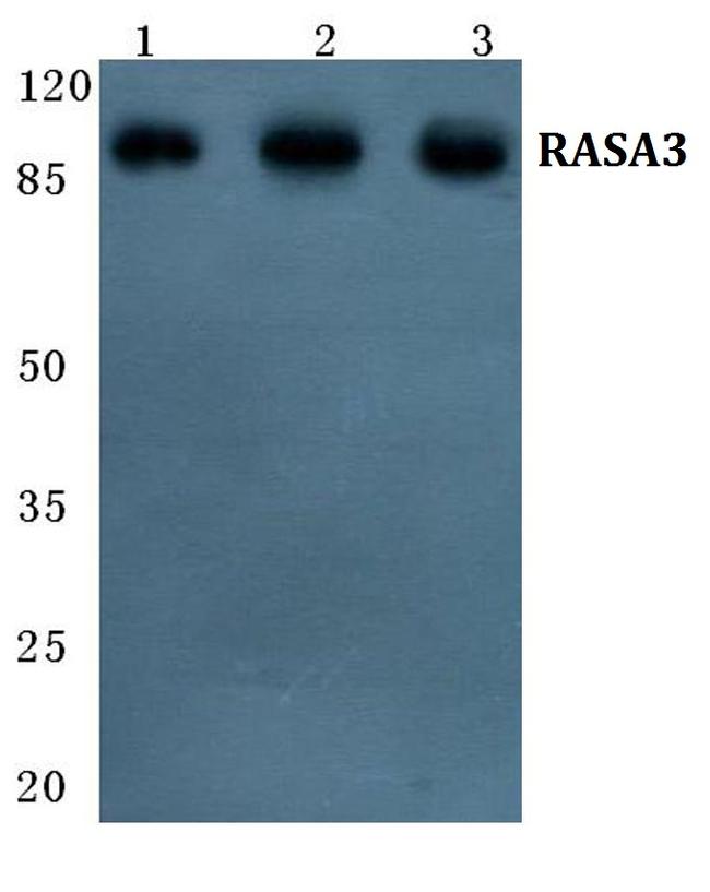 RASA3 Antibody in Western Blot (WB)