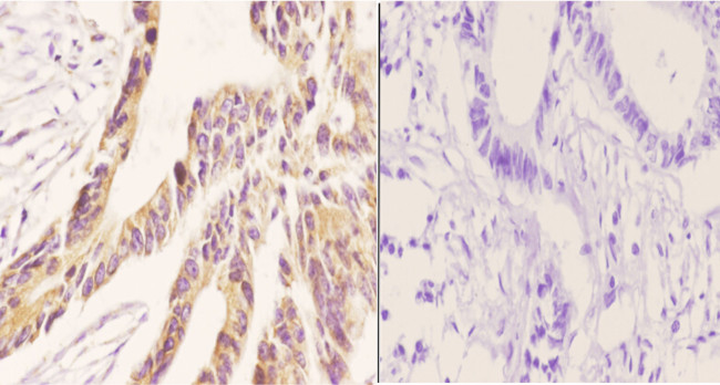 ZC3H8 Antibody in Immunohistochemistry (Paraffin) (IHC (P))