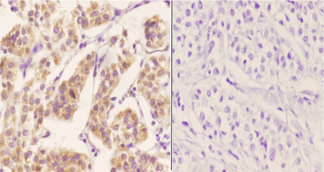 ZC3H8 Antibody in Immunohistochemistry (Paraffin) (IHC (P))