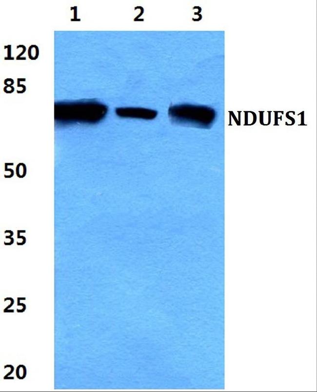 NDUFS1 Antibody in Western Blot (WB)