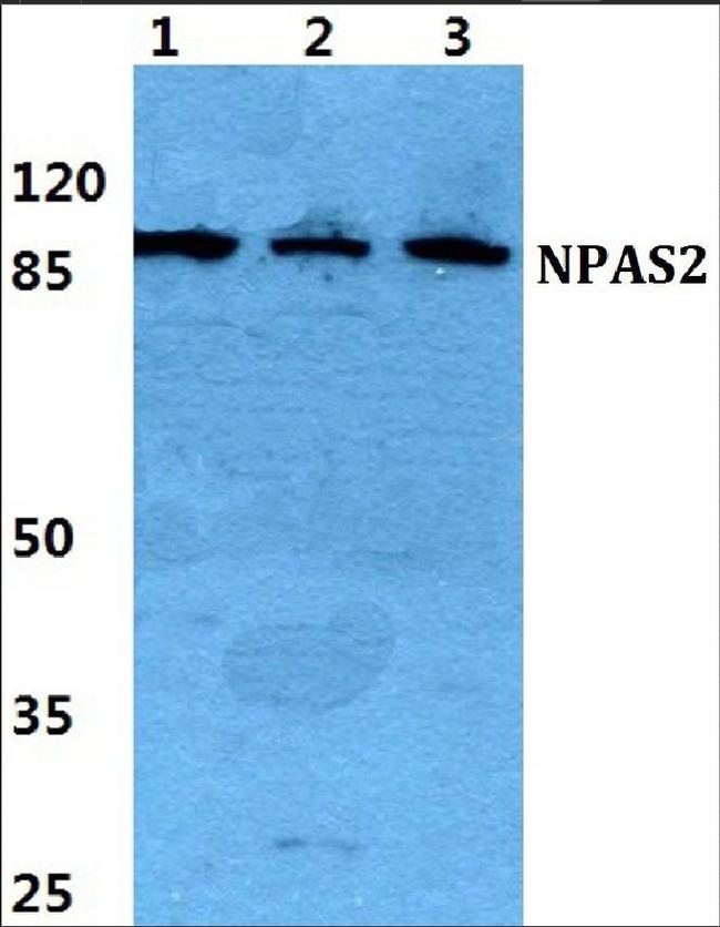 NPAS2 Antibody in Western Blot (WB)