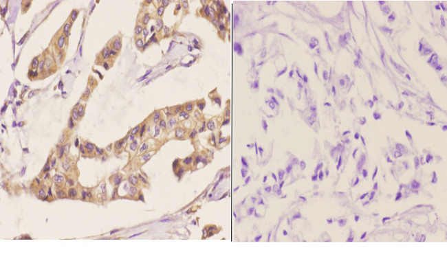 RGS5 Antibody in Immunohistochemistry (Paraffin) (IHC (P))