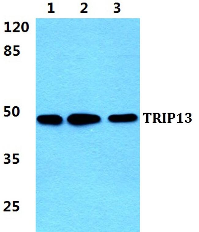 TRIP13 Antibody in Western Blot (WB)