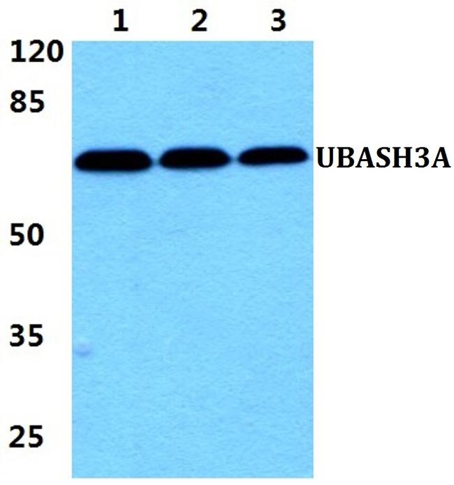 UBASH3A Antibody in Western Blot (WB)