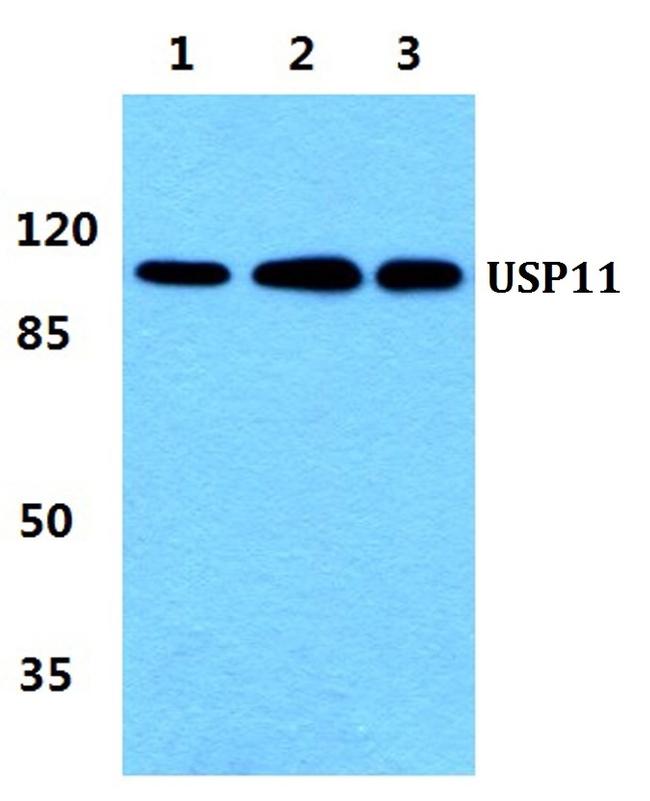 USP11 Antibody in Western Blot (WB)