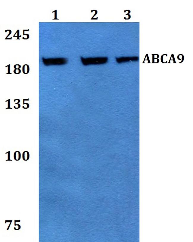 ABCA9 Antibody in Western Blot (WB)
