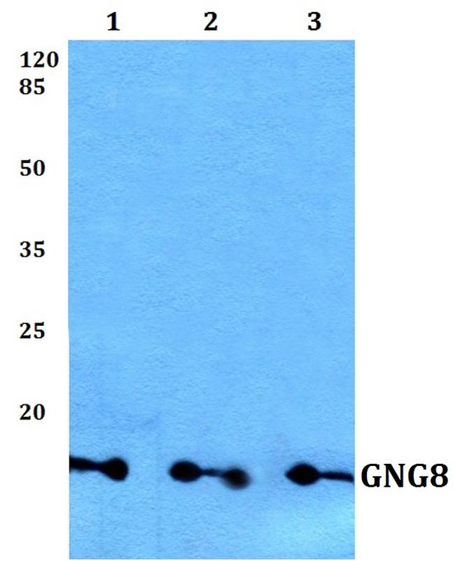 GNG8 Antibody in Western Blot (WB)