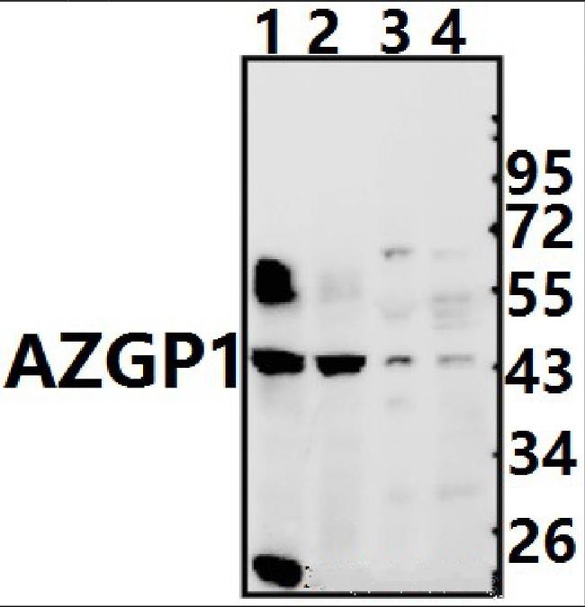 AZGP1 Antibody in Western Blot (WB)