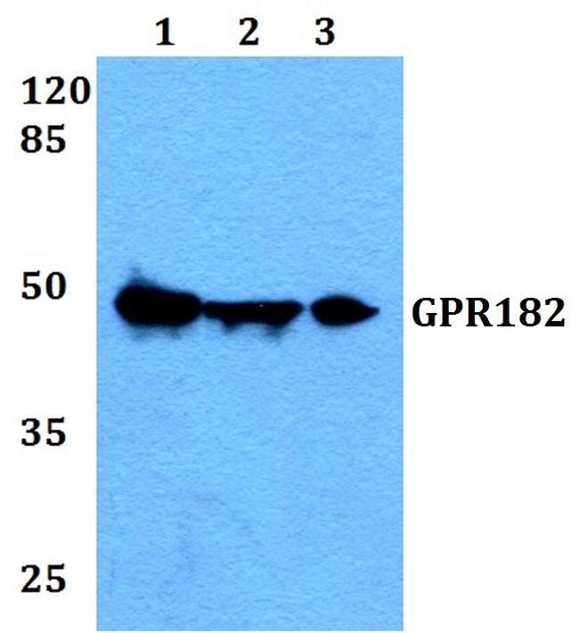 GPR182 Antibody in Western Blot (WB)