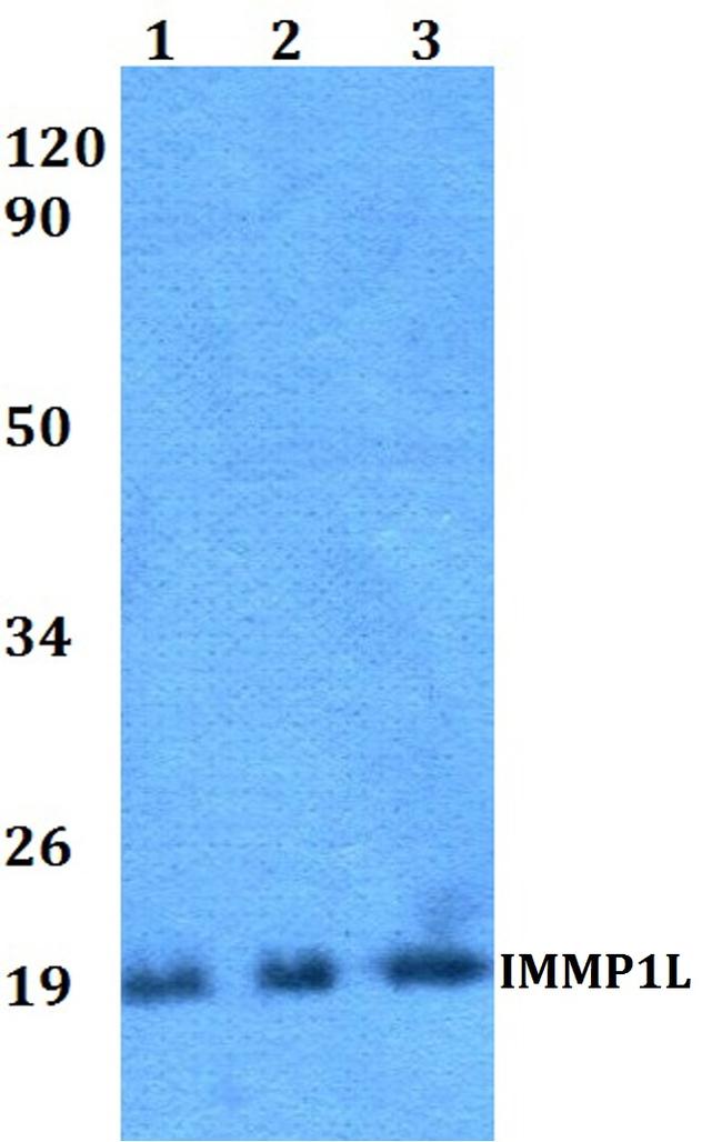 IMMP1L Antibody in Western Blot (WB)