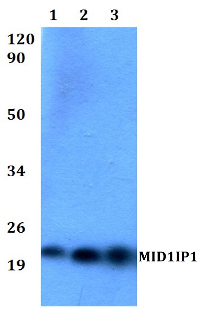 MID1IP1 Antibody in Western Blot (WB)