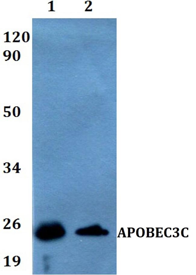 APOBEC3C Antibody in Western Blot (WB)