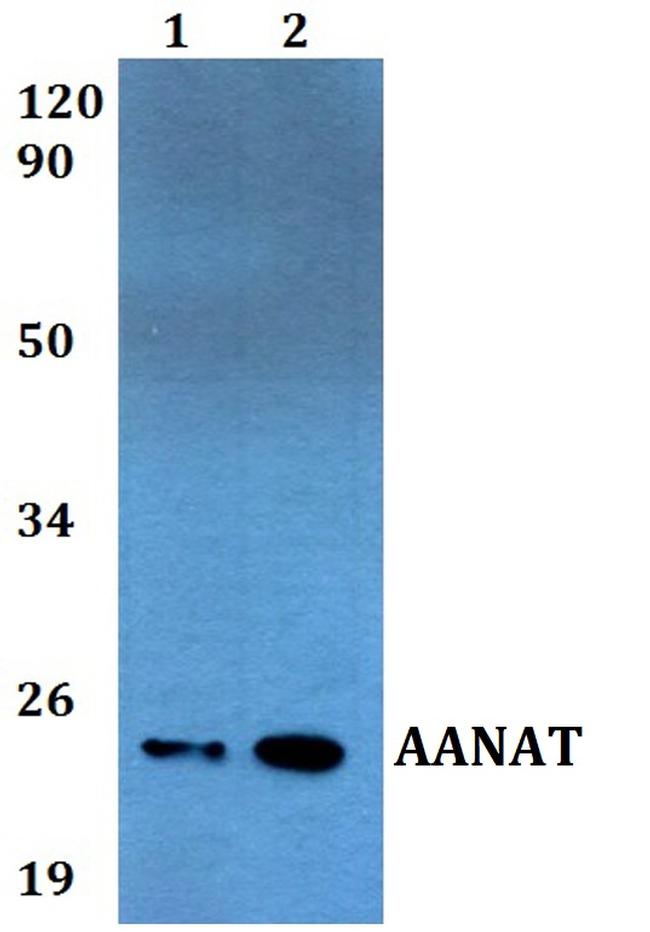 AANAT Antibody in Western Blot (WB)