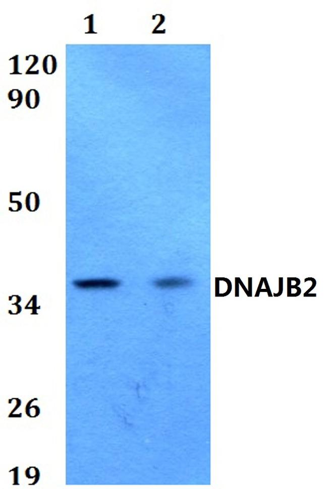 DNAJB2 Antibody in Western Blot (WB)