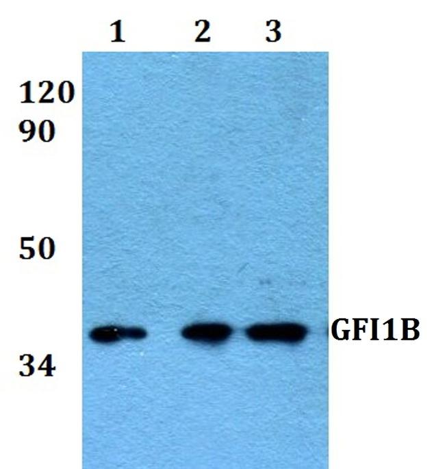 GFI1B Antibody in Western Blot (WB)