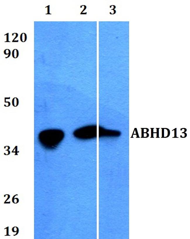 ABHD13 Antibody in Western Blot (WB)