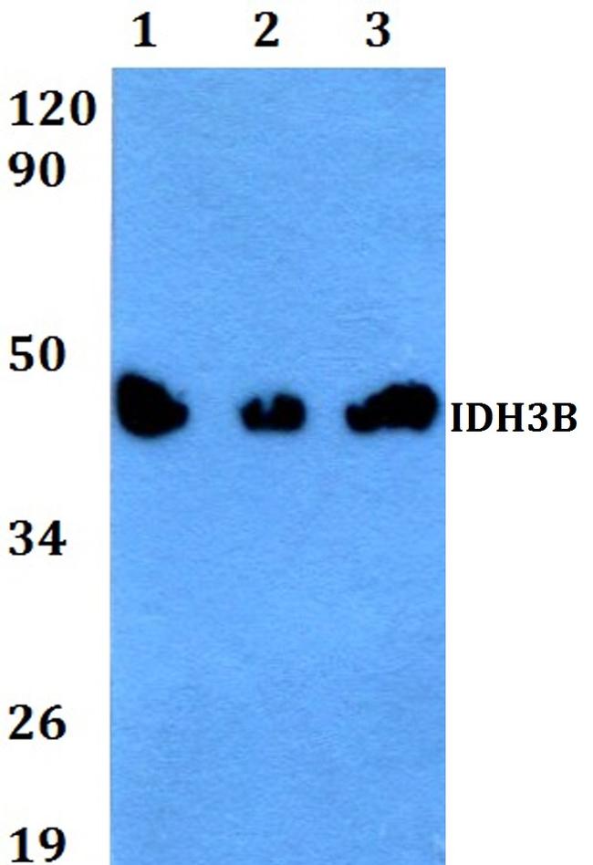 IDH3B Antibody in Western Blot (WB)