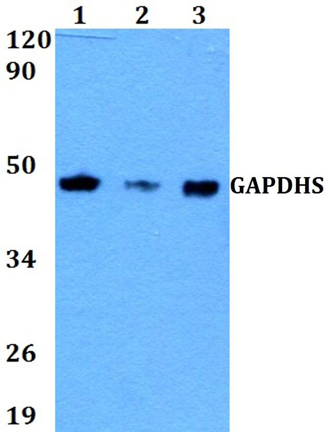 GAPDHS Antibody in Western Blot (WB)