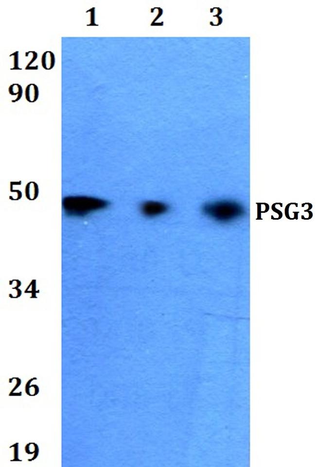 PSG3 Antibody in Western Blot (WB)