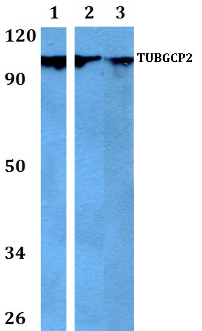 GCP2 Antibody in Western Blot (WB)