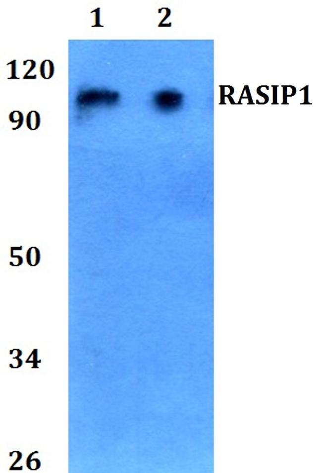 RASIP1 Antibody in Western Blot (WB)