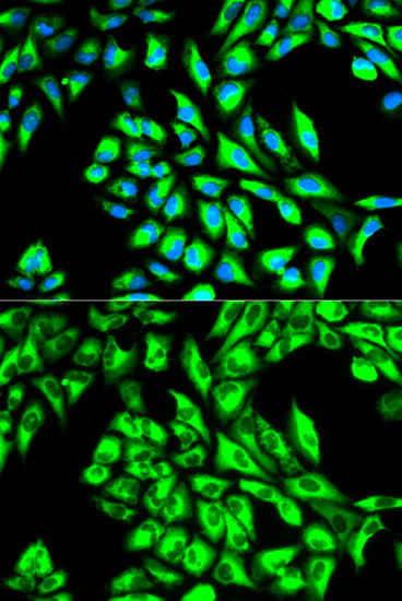 EEF1A1 Antibody in Immunocytochemistry (ICC/IF)