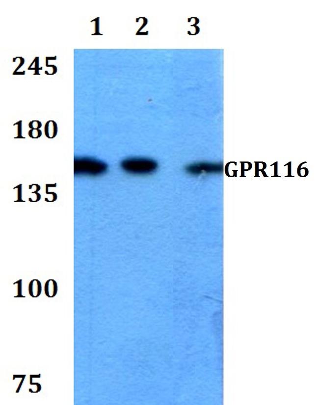 GPR116 Antibody in Western Blot (WB)