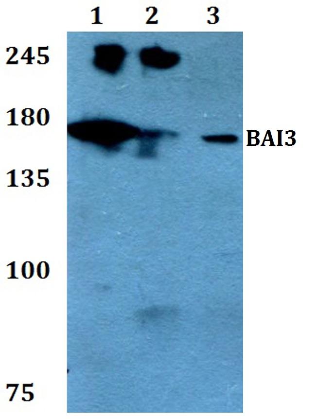 BAI3 Antibody in Western Blot (WB)