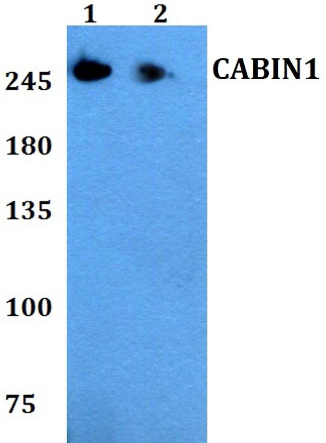 CABIN1 Antibody in Western Blot (WB)